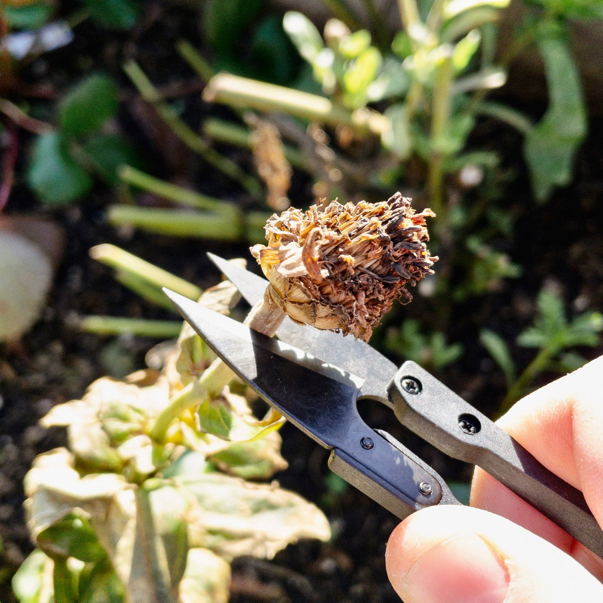 Fine Pruning Snips / Herb Snips