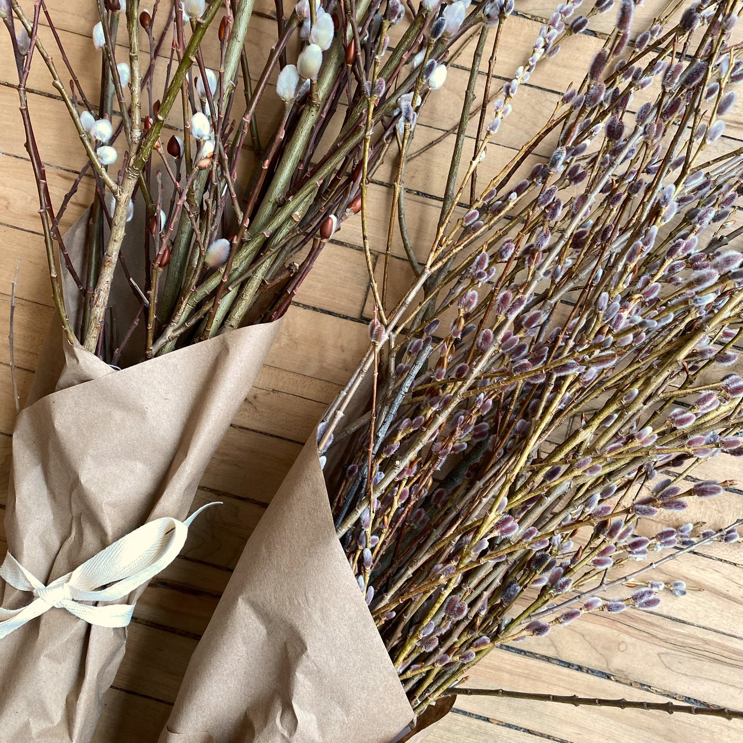 PUSSYWILLOW Bundle