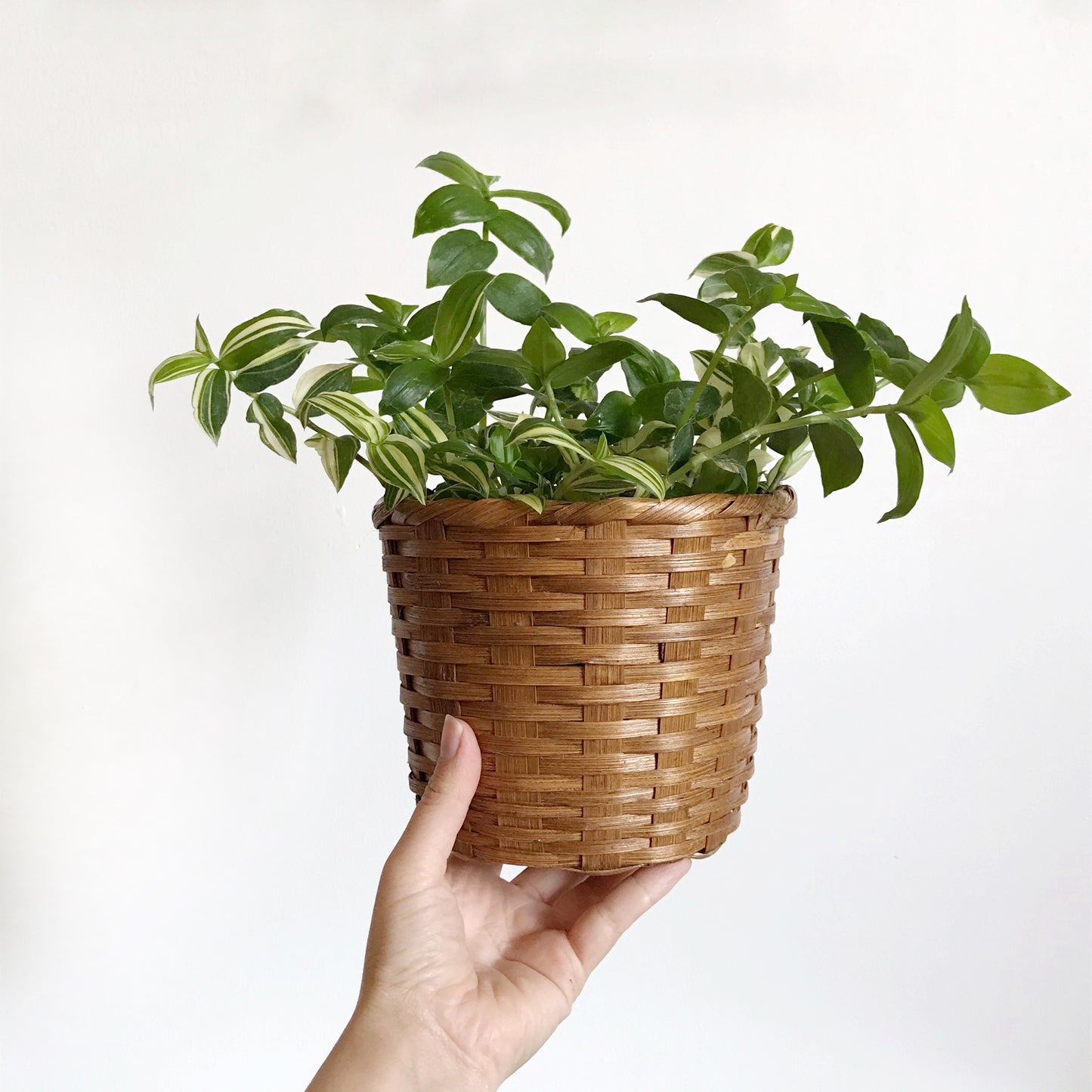 Small Vintage Basket, Plant Sleeve