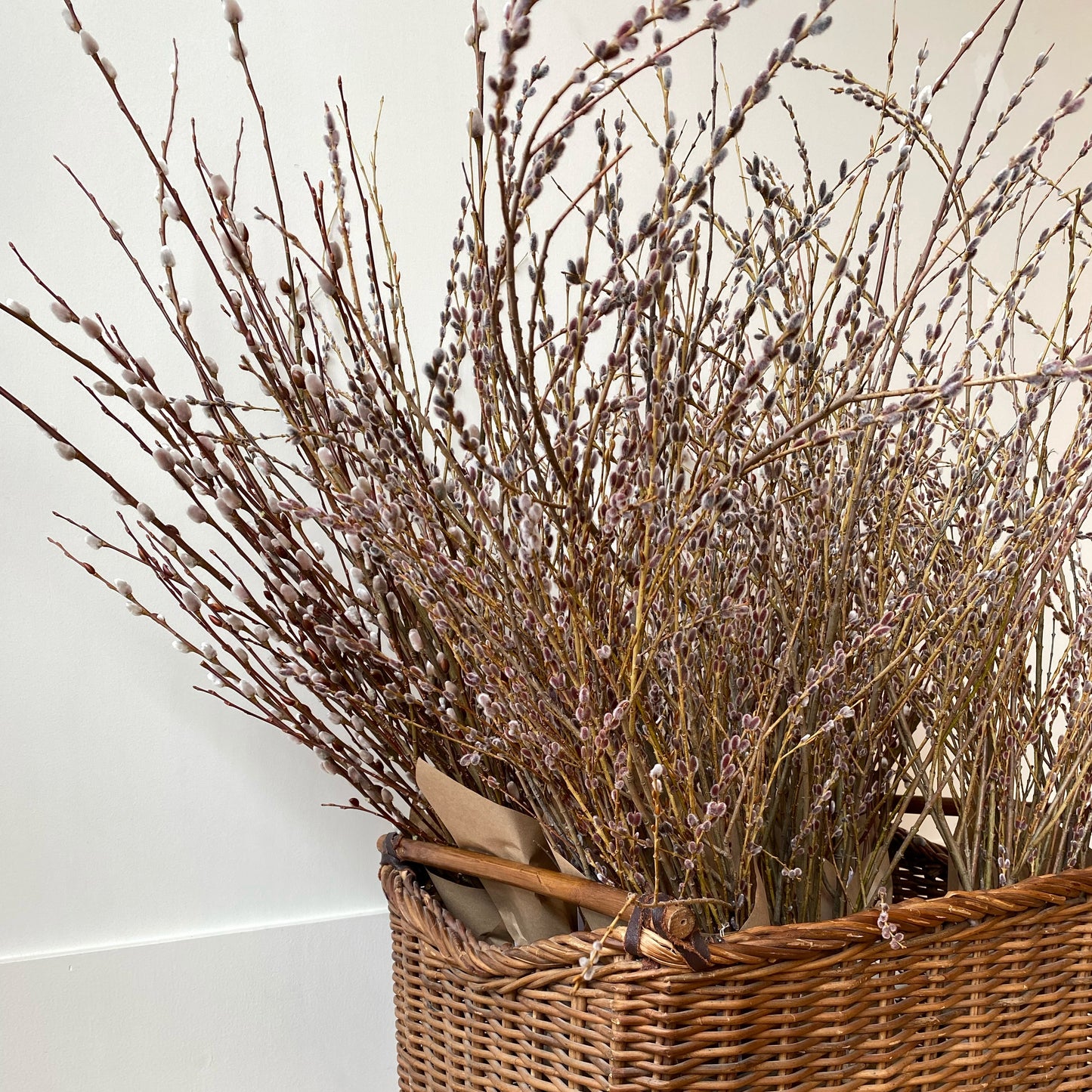 PRAIRIE WILLOW