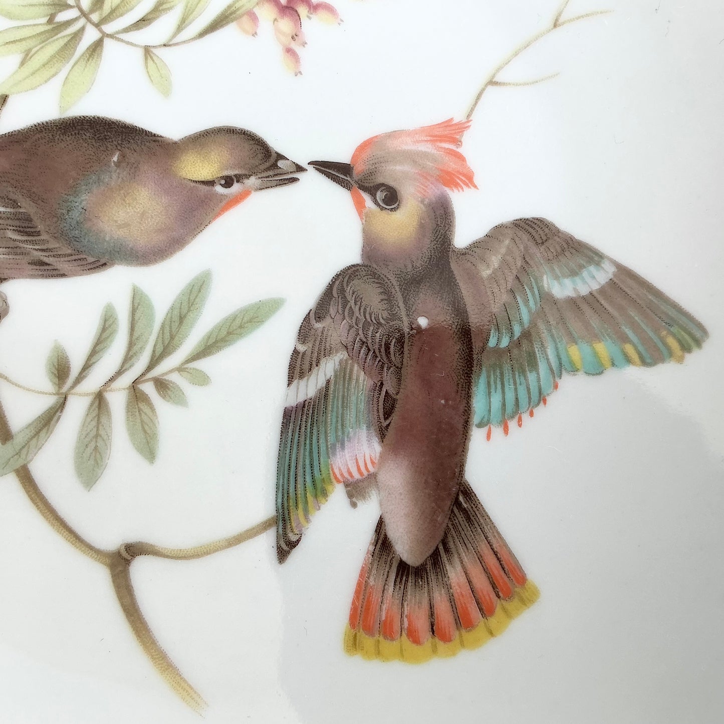 Vintage German Bird Plate by Bavaria