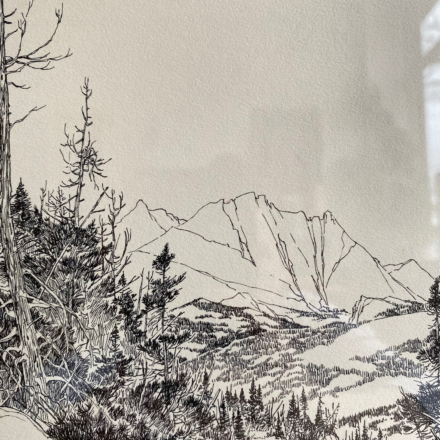 Vintage Framed Nature Etching Print (14 x 17)