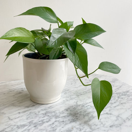 Found Elegant White Ceramic Planter