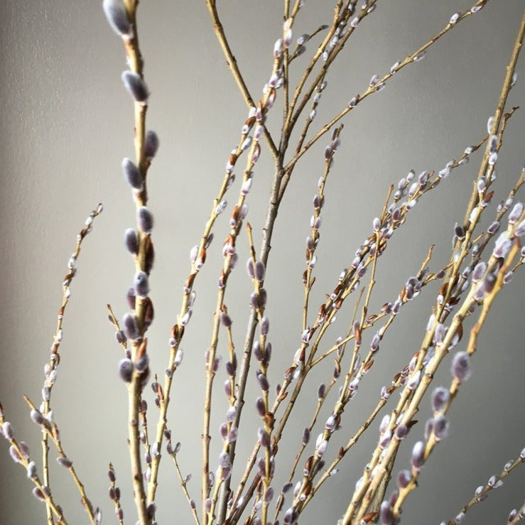 PRAIRIE WILLOW