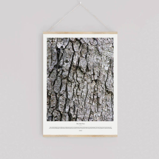 "The Oak Tree" Art Print (11.75 x 15.75")