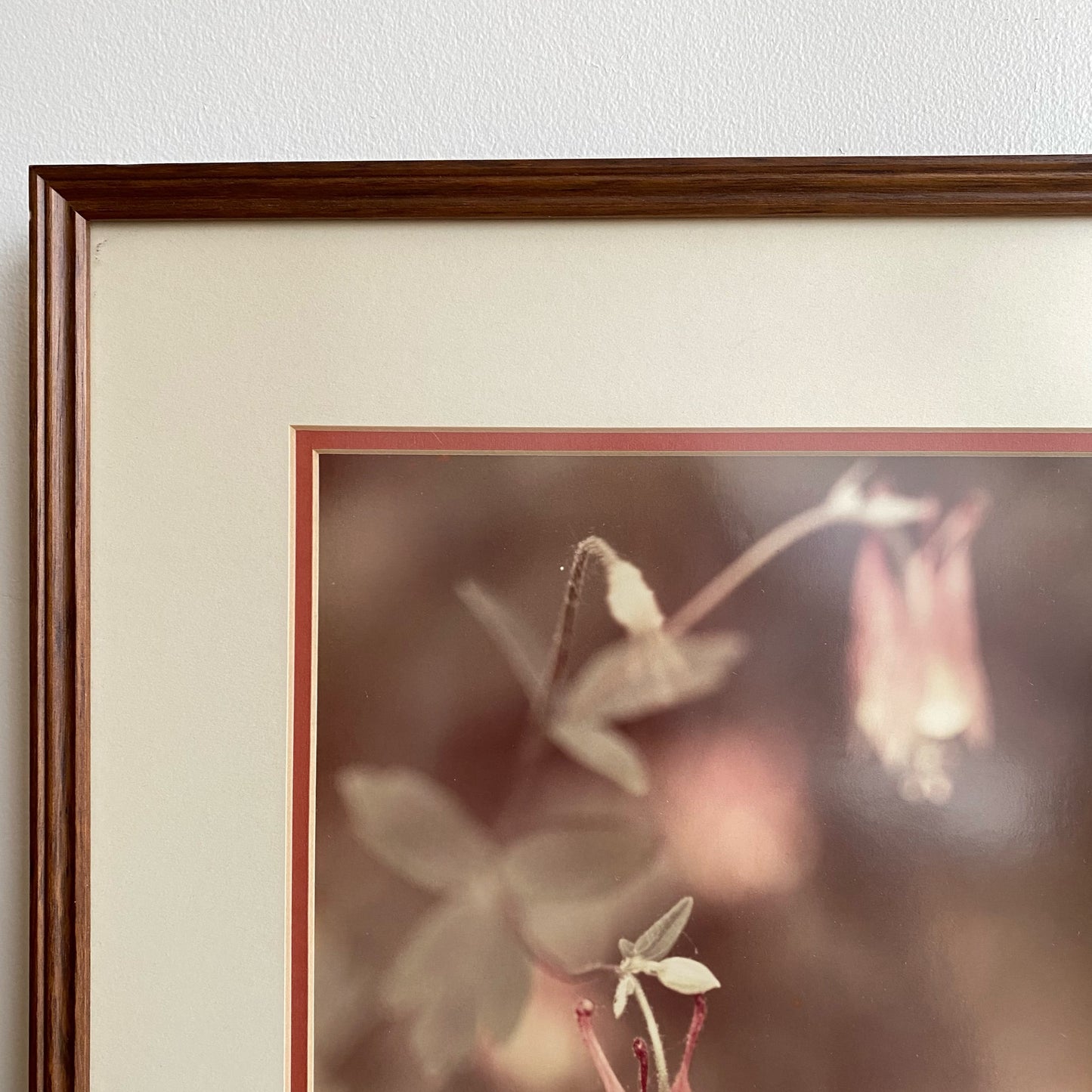 Vintage Framed Red Columbine Photo