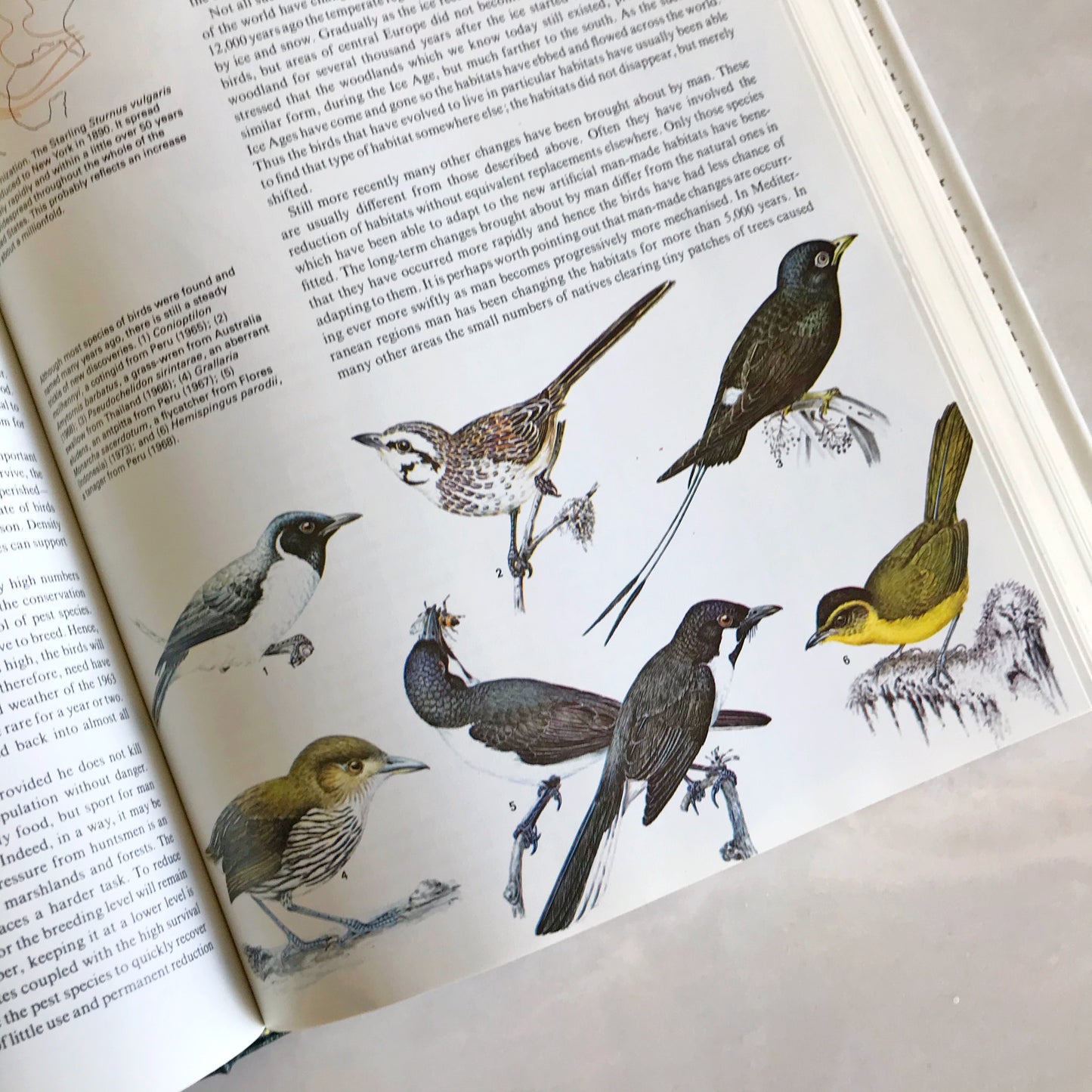 BIRDS: Their Life, Their Ways, Their World