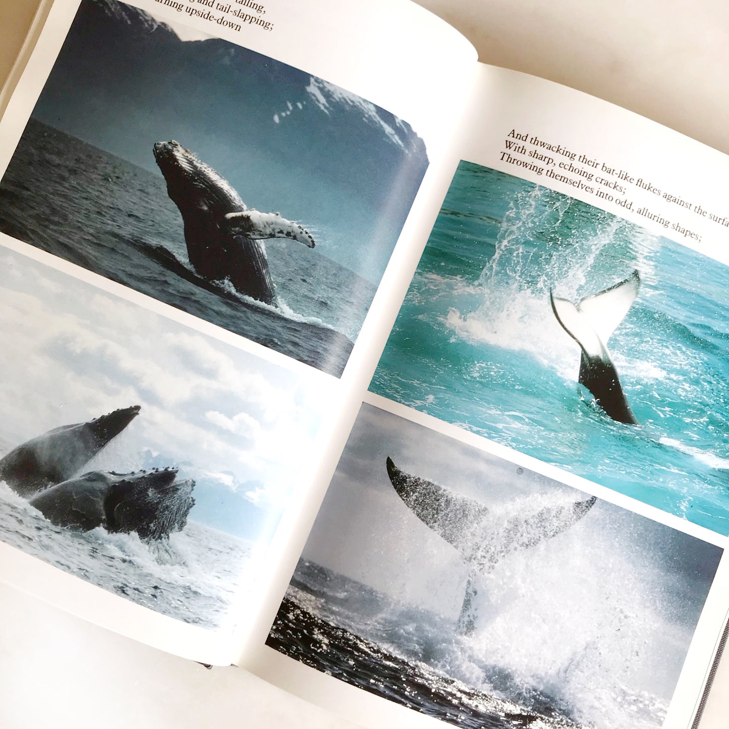 Book: Whale Nation