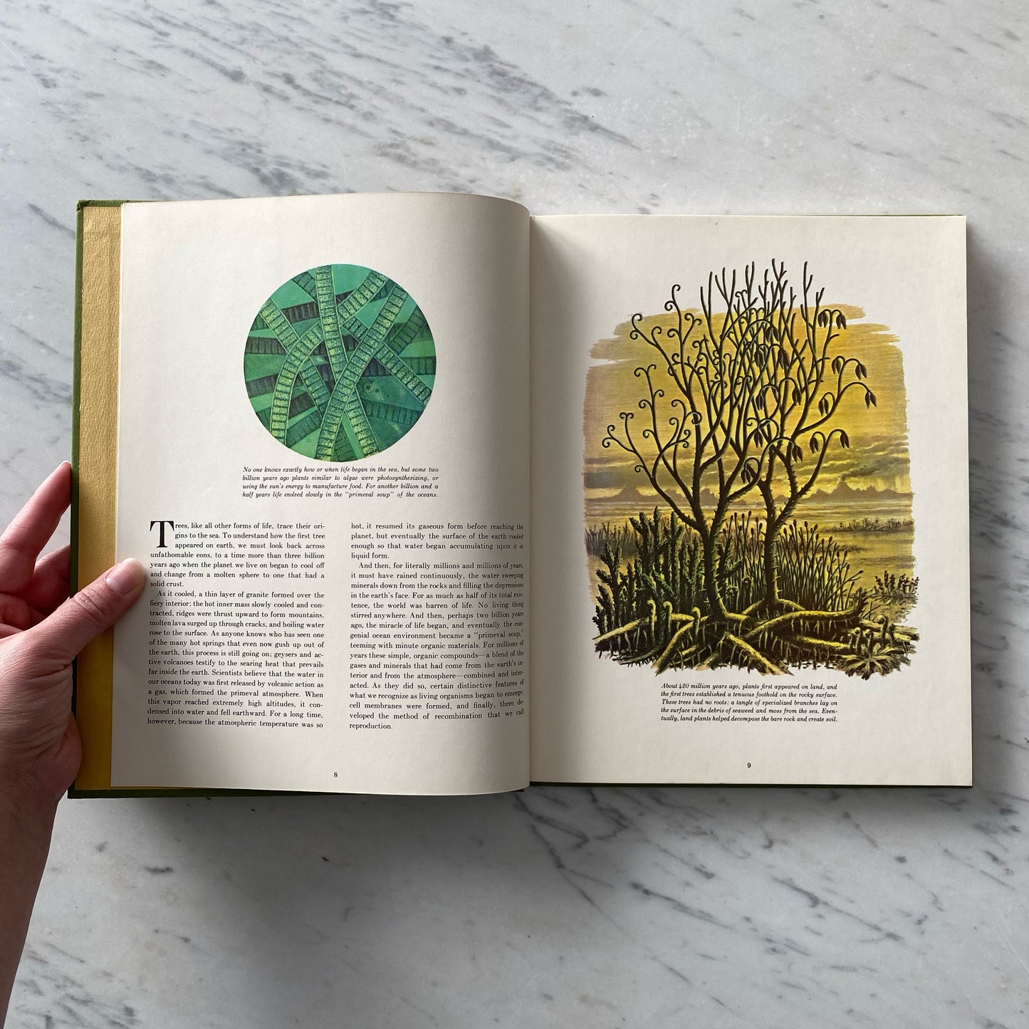 Book: The Secret Life of The Forest (1970)