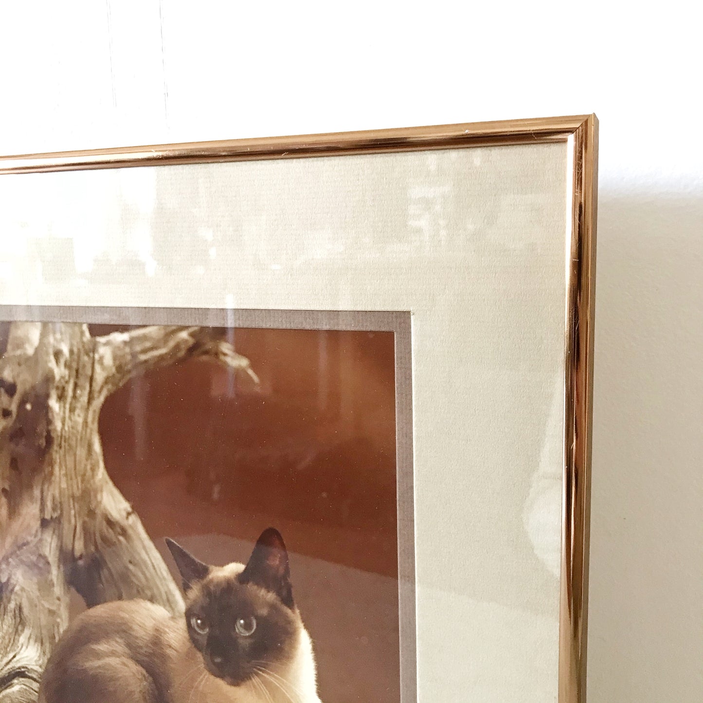 Vintage Sassy Cat Photograph, Circa 1979