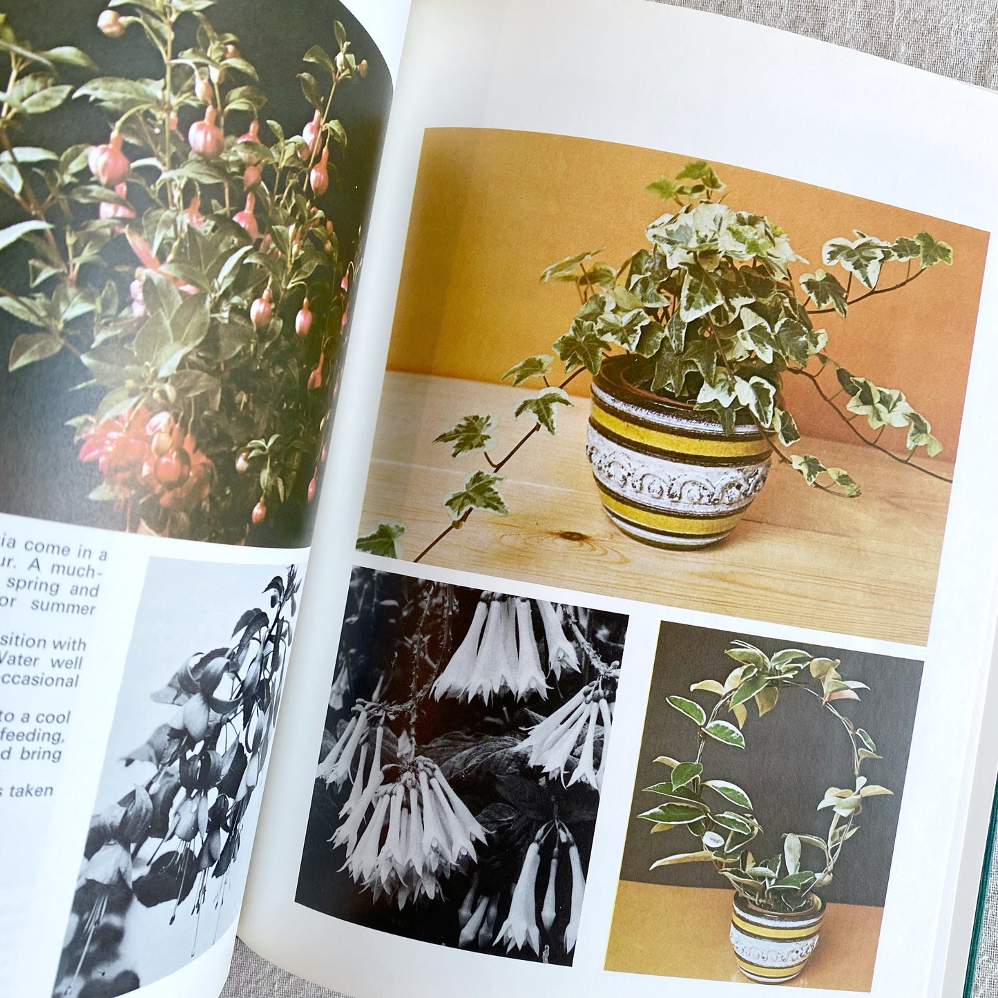 Book: Indoor Plants, 1973