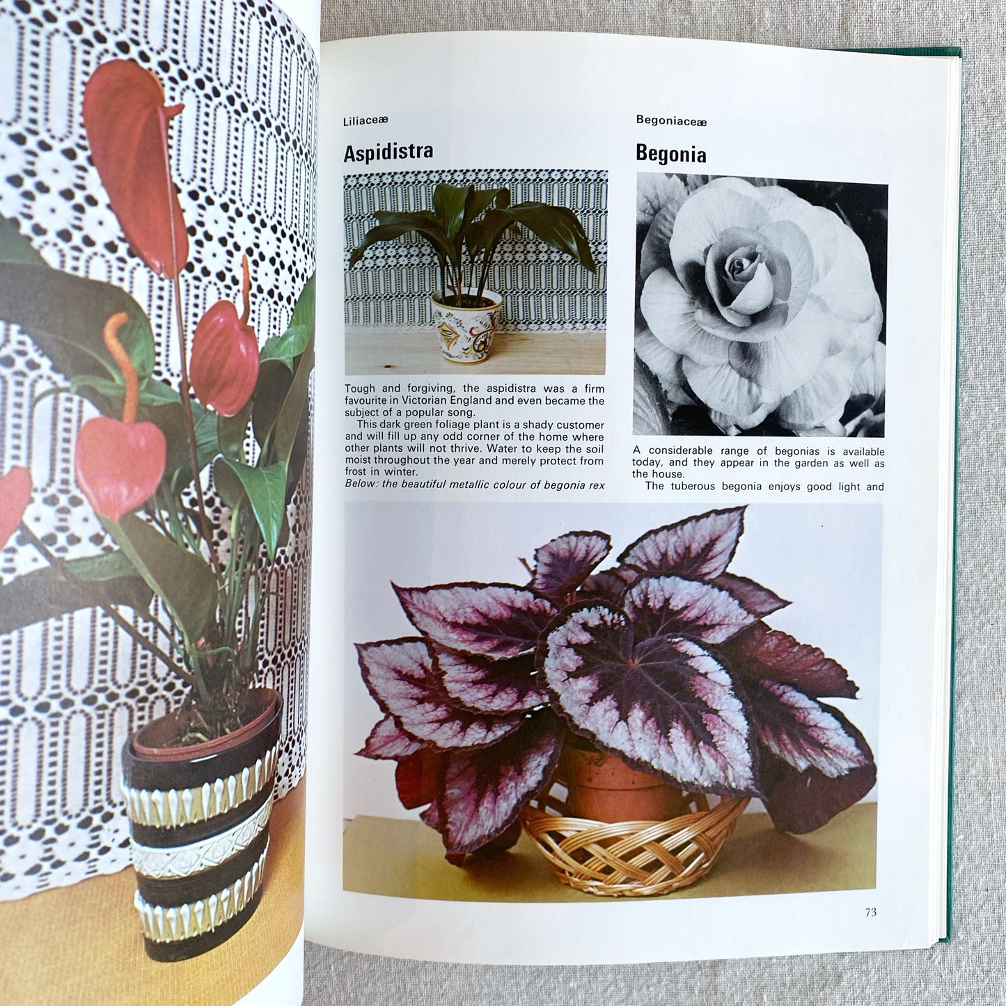 Book: Indoor Plants, 1973