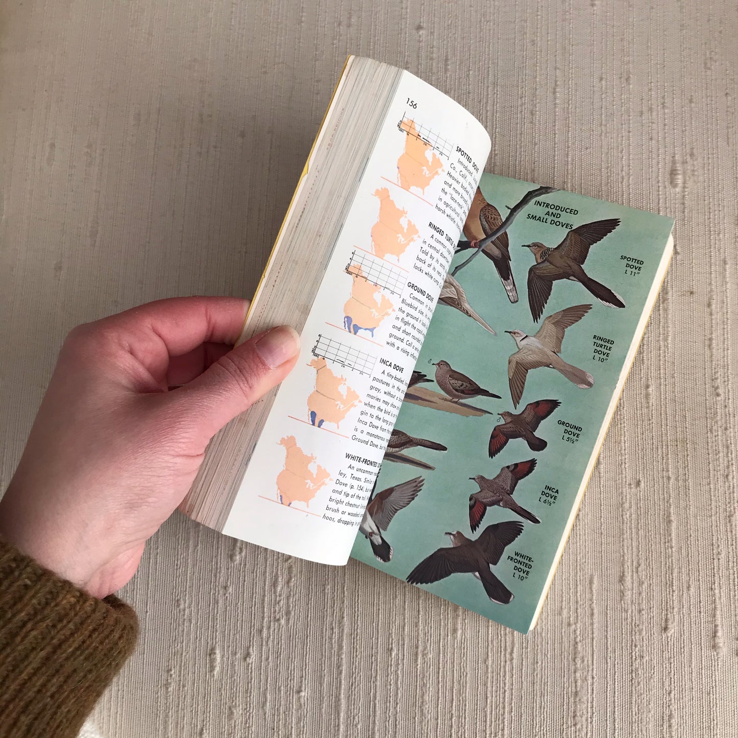 Book: BIRDS OF NORTH AMERICA