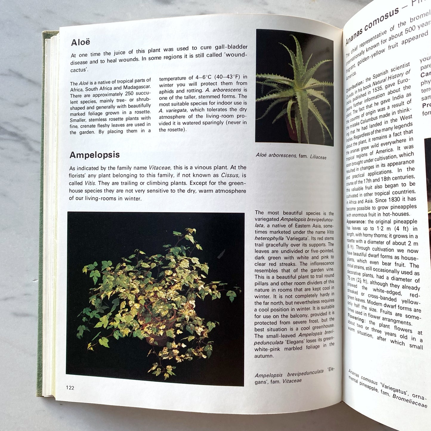 Book:  The Treasury of Houseplants (1974)