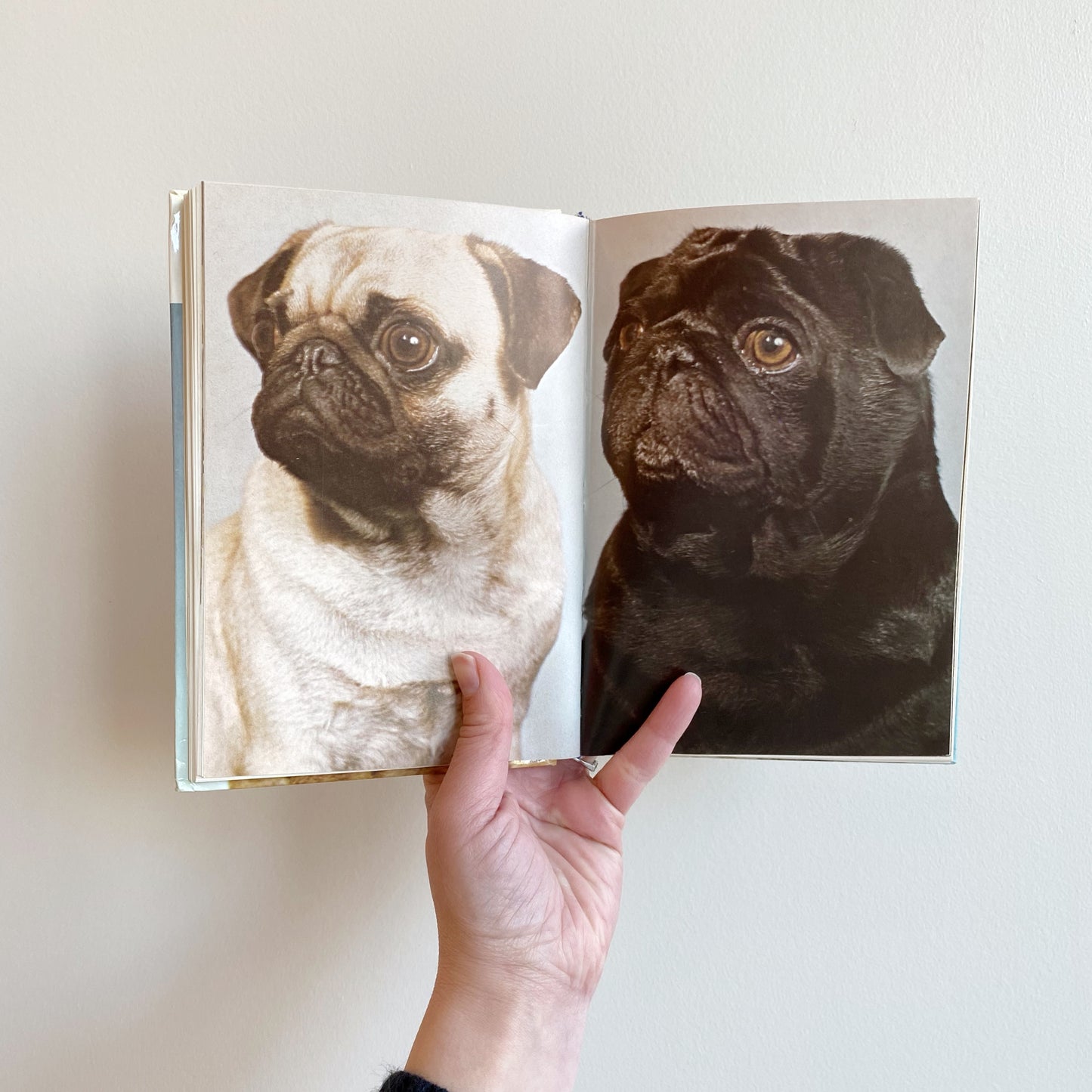 Book: The Book of Pugs