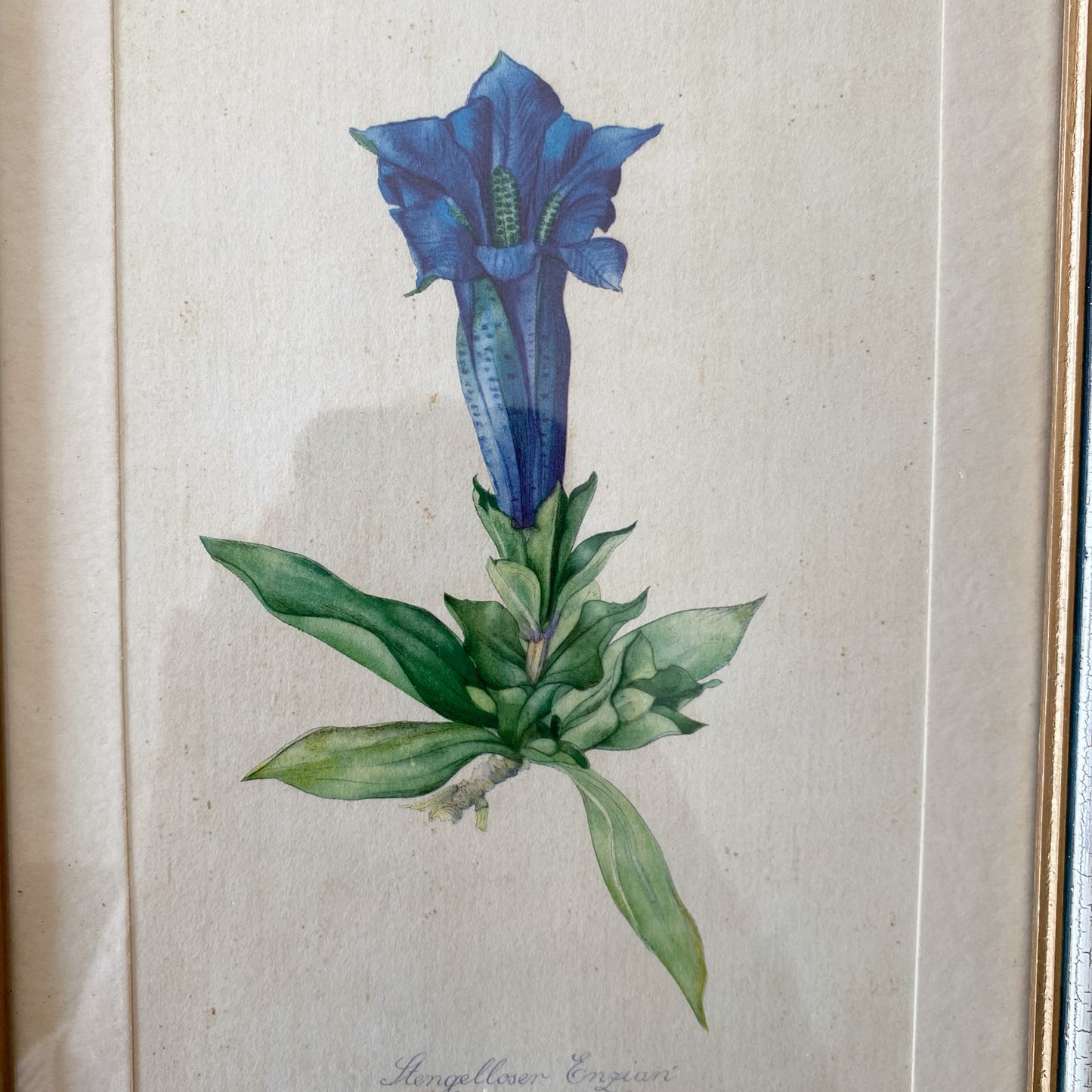 Vintage Framed Mountain Flower Print