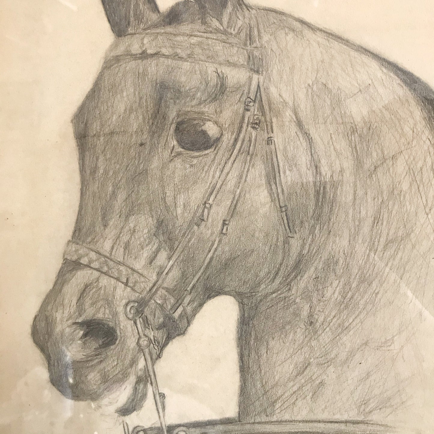 Vintage Original Pencil Drawing, Horse Portrait