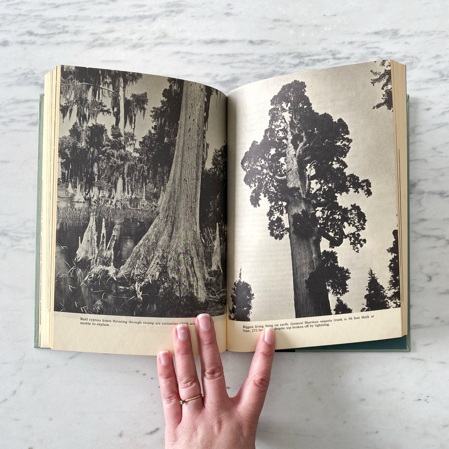 Book: The Great American Forest (1965)