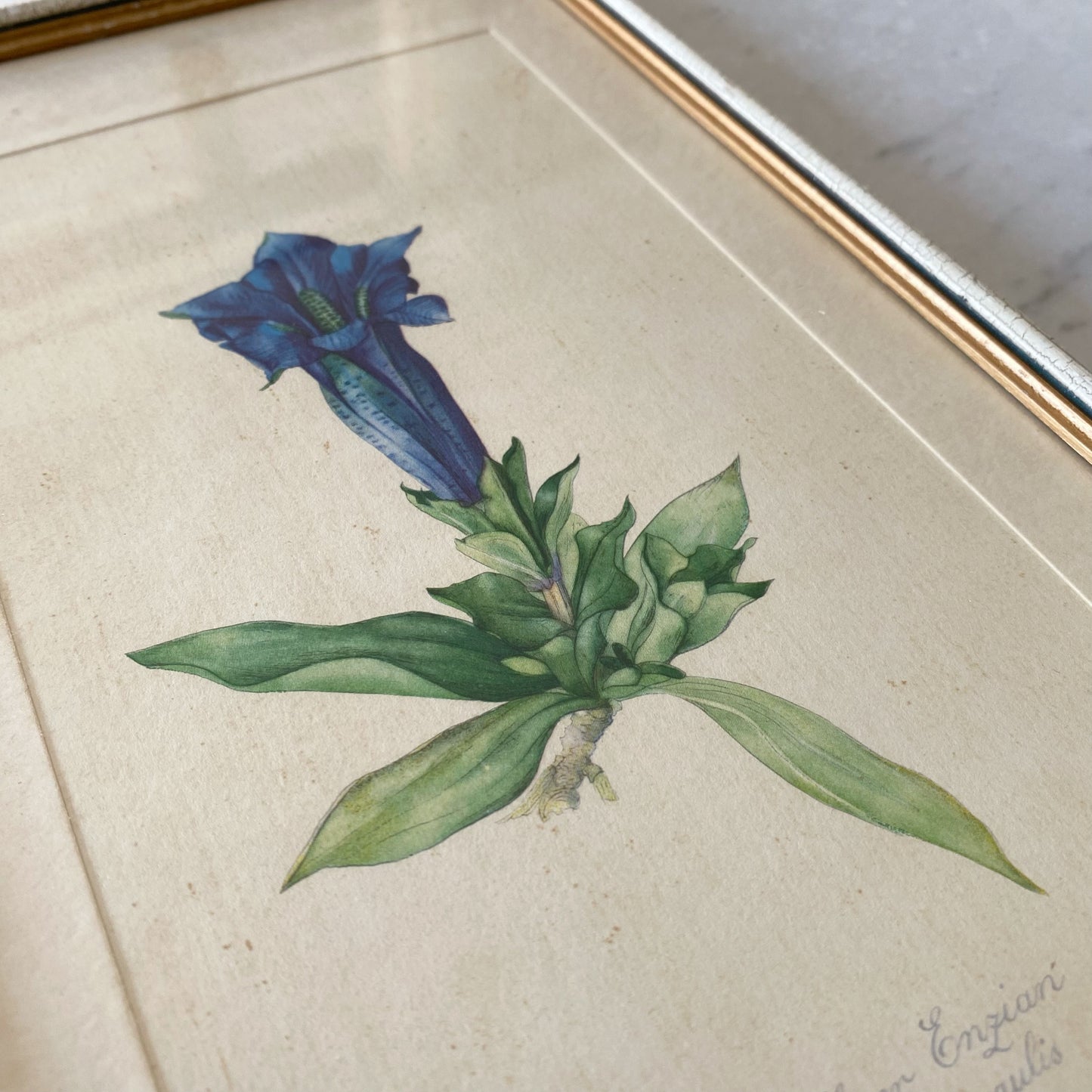 Vintage Framed Mountain Flower Print