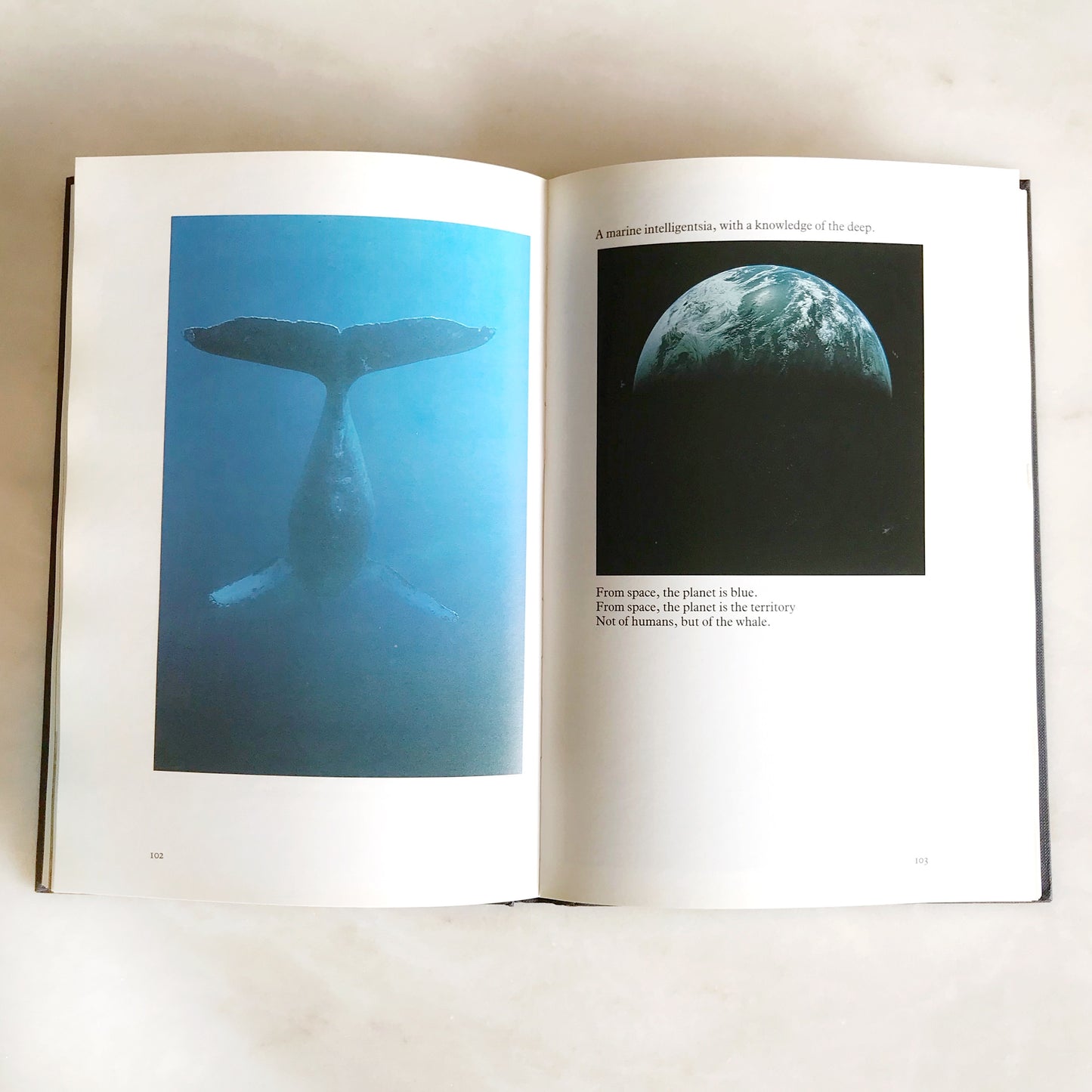 Book: Whale Nation