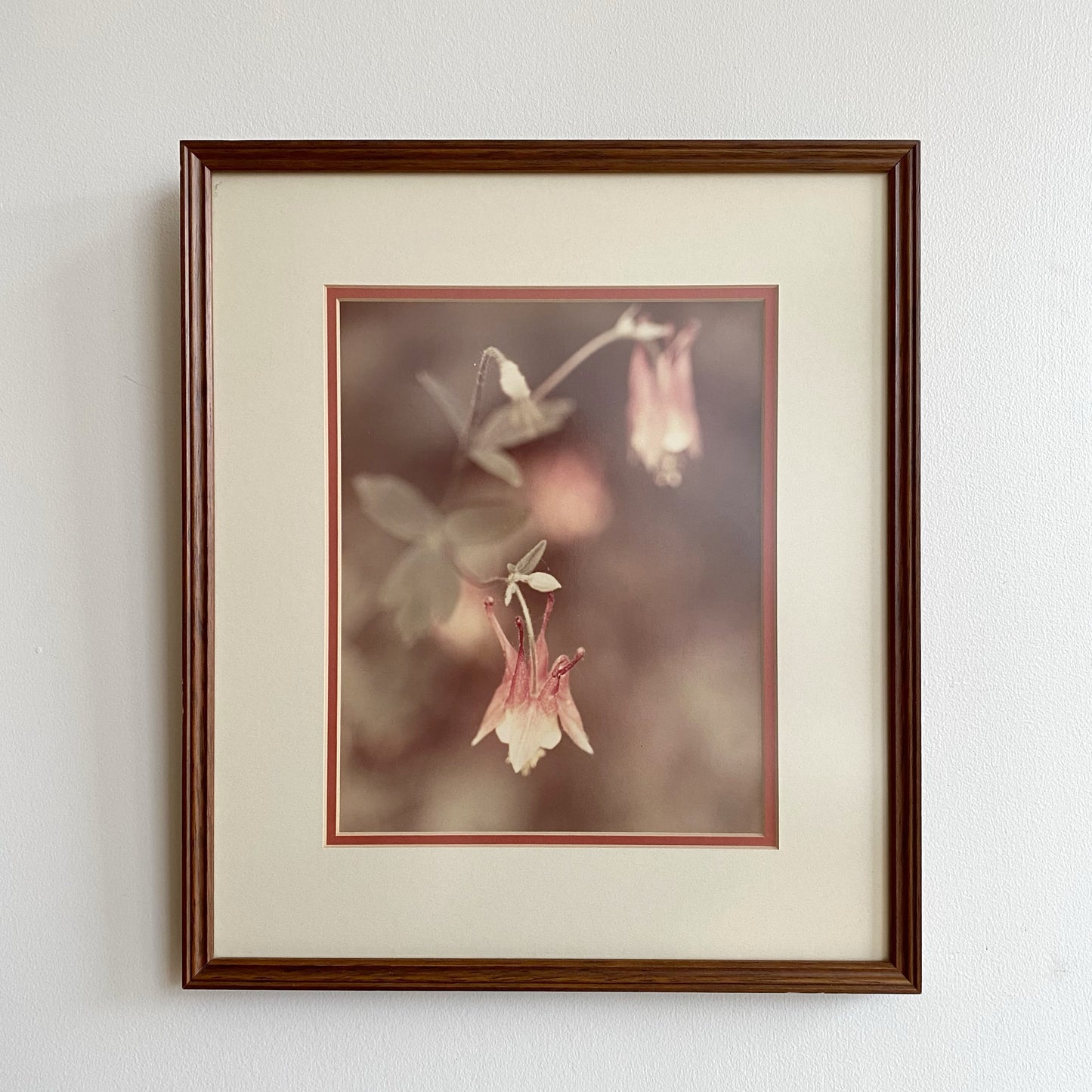 Vintage Framed Red Columbine Photo