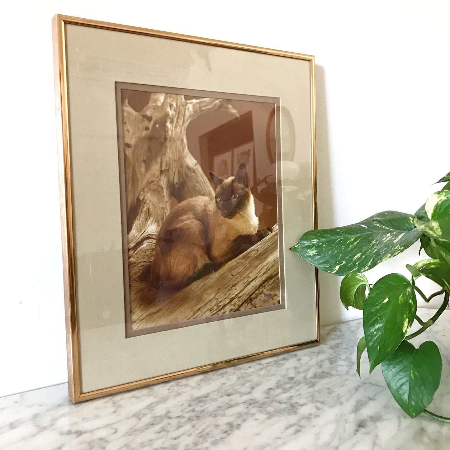 Vintage Sassy Cat Photograph, Circa 1979