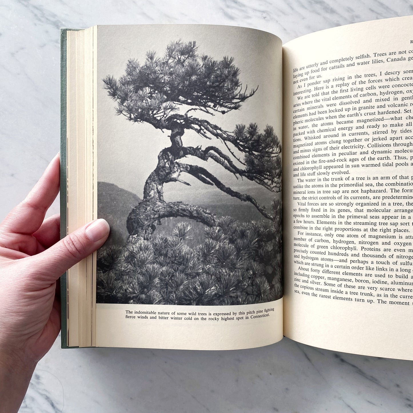 Book: The Great American Forest (1965)