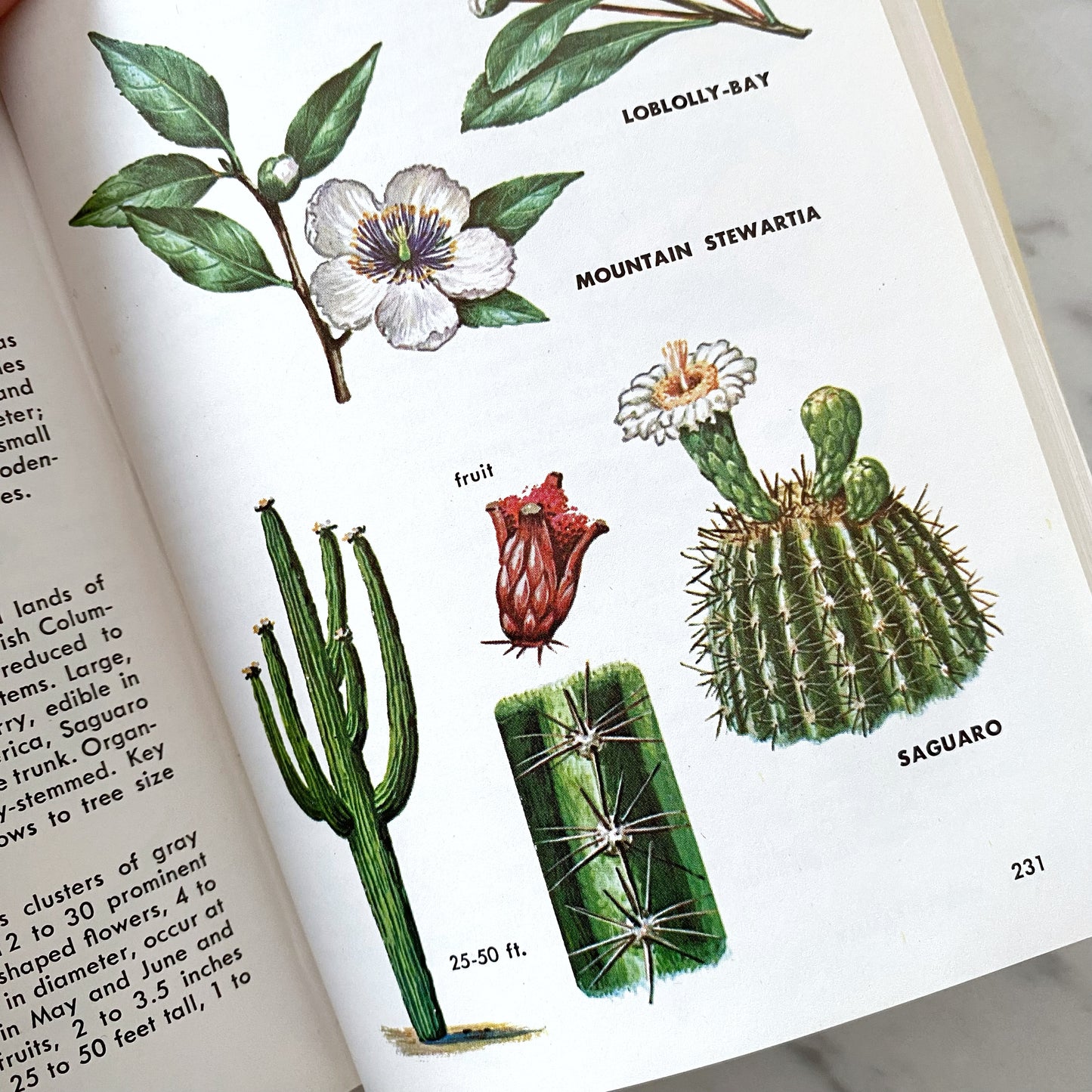 Book: Trees of North America (1968)