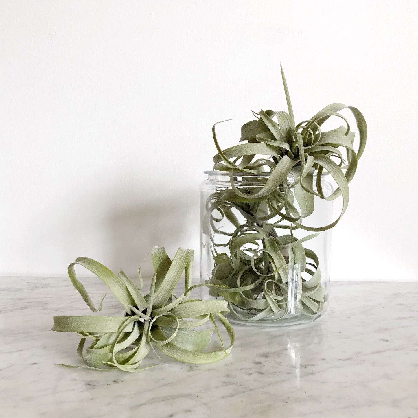 Faux 8" Tillabdsia Air Plant