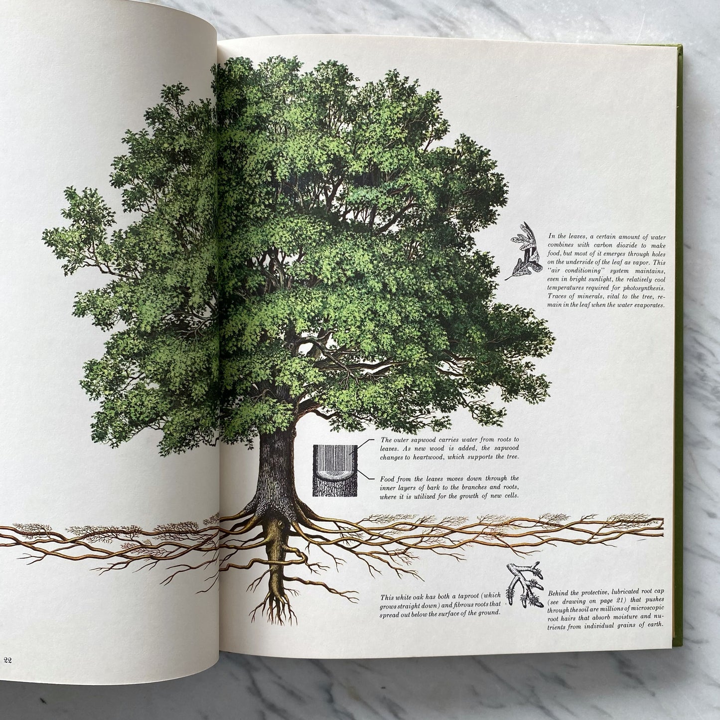 Book: The Secret Life of The Forest (1970)