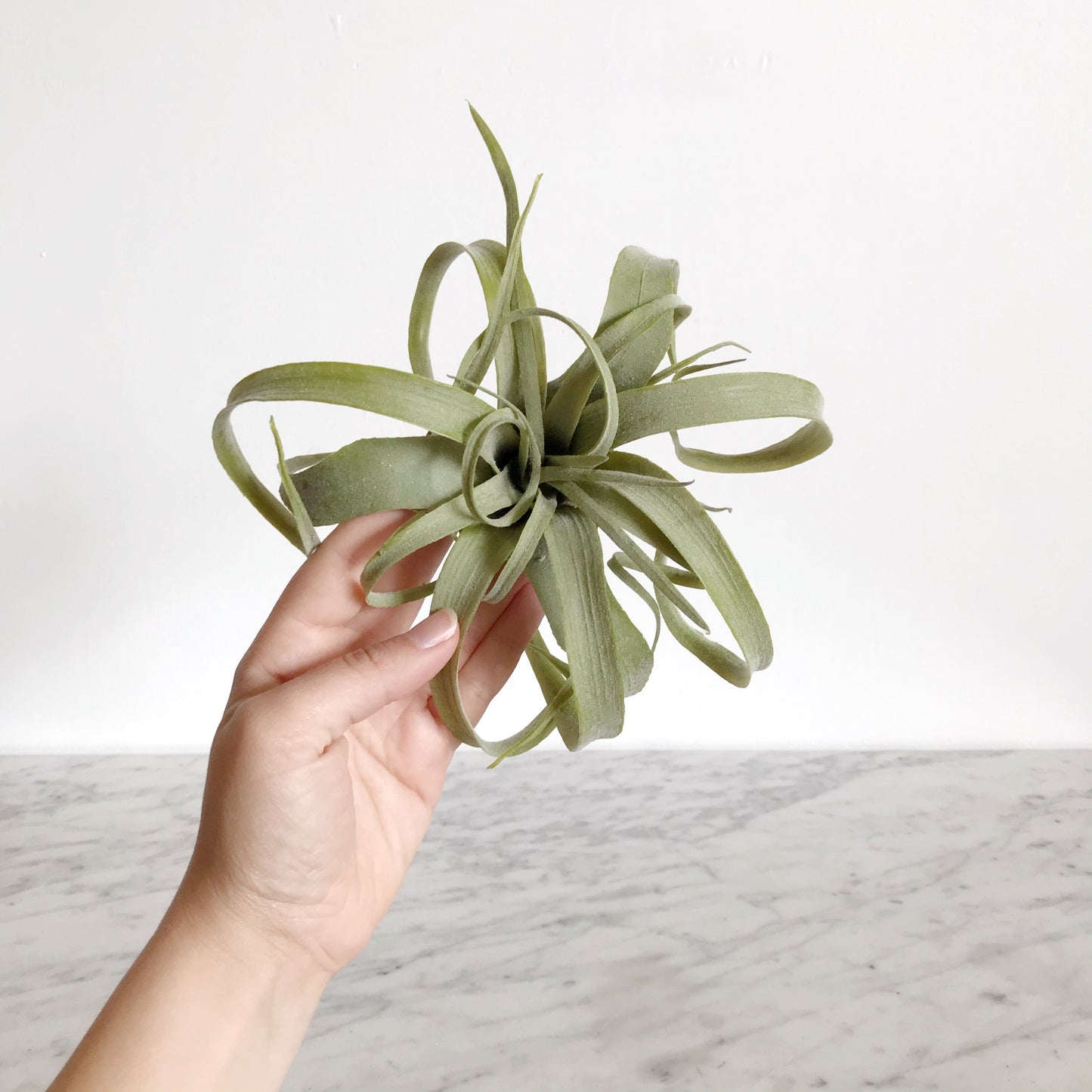 Faux 8" Tillabdsia Air Plant