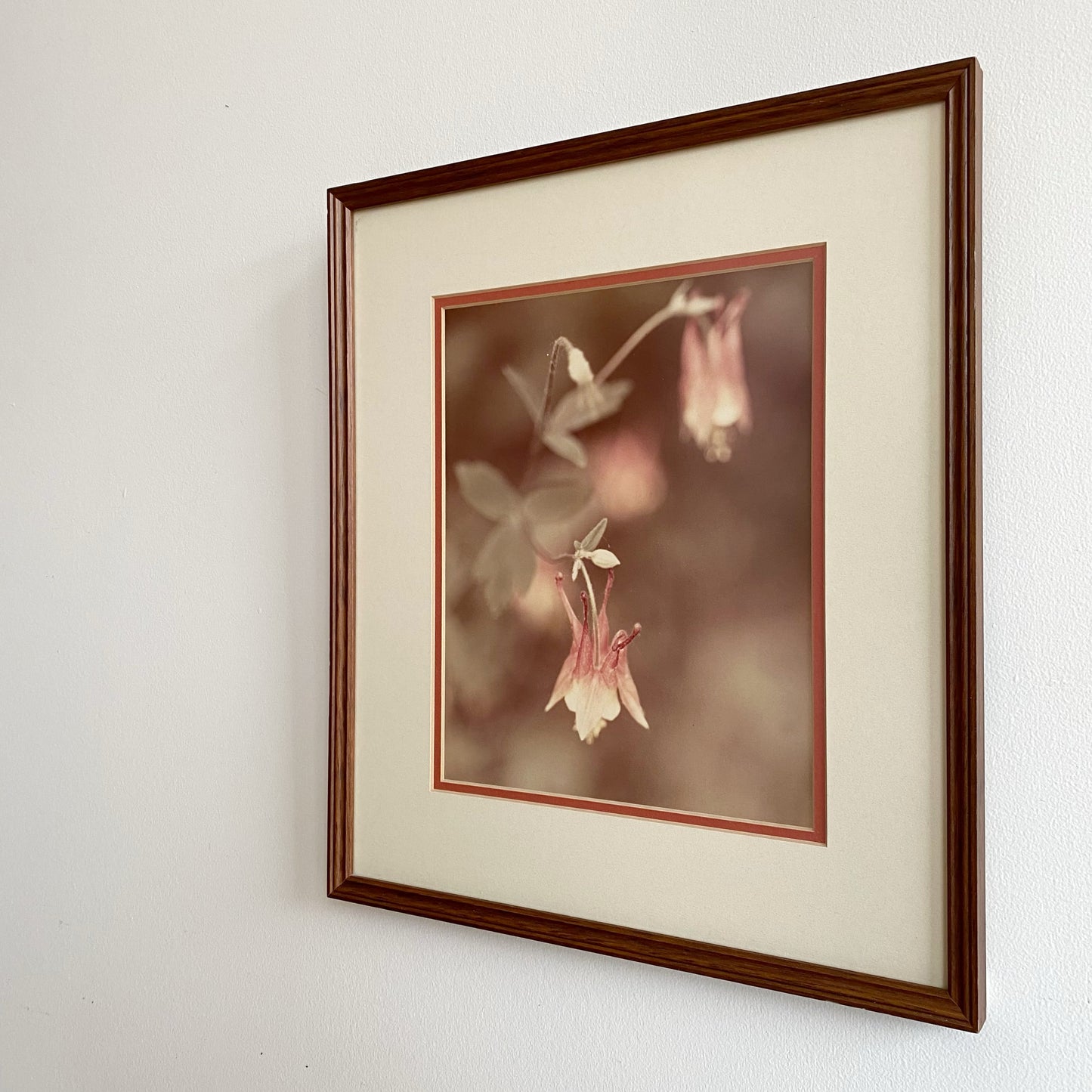 Vintage Framed Red Columbine Photo