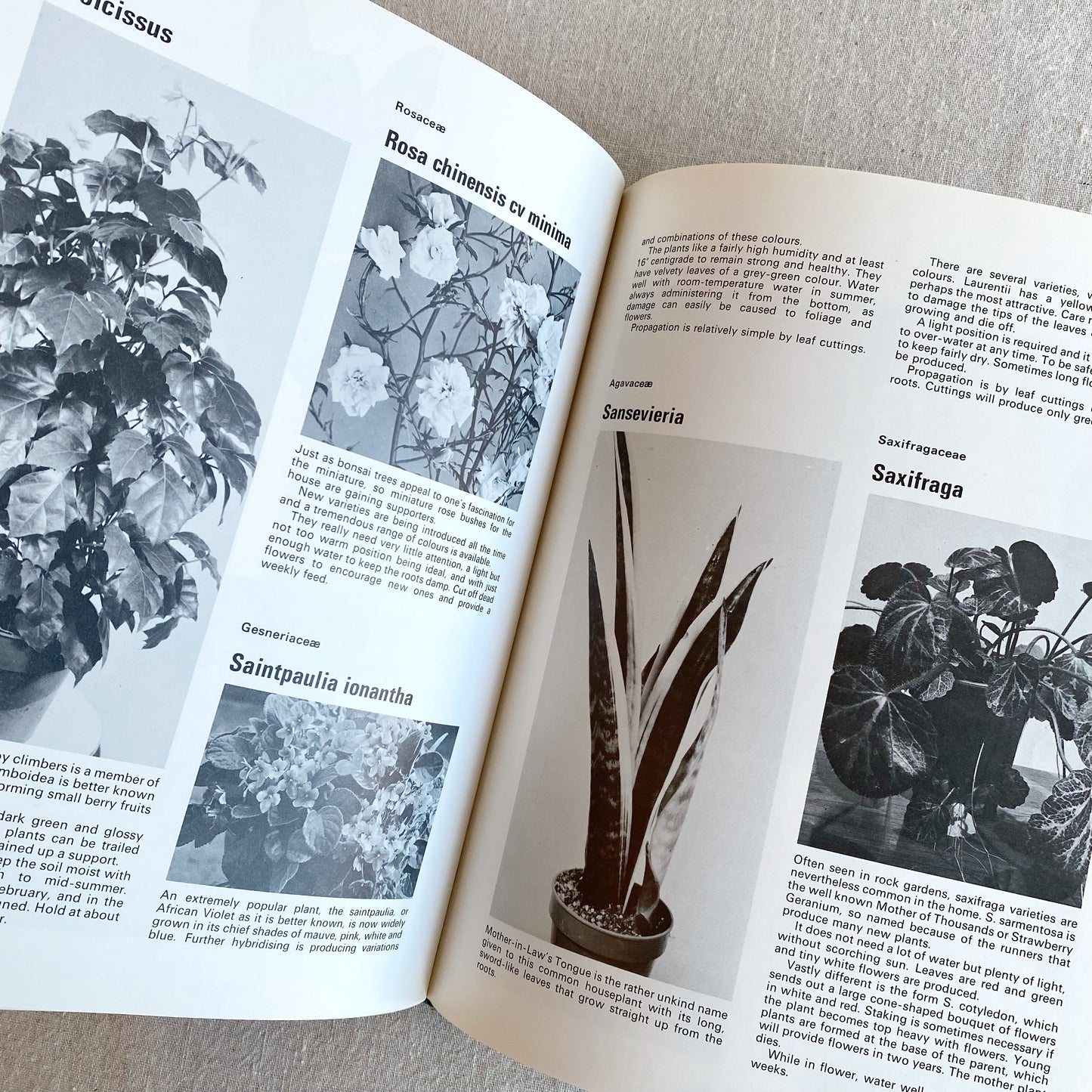 Book: Indoor Plants, 1973