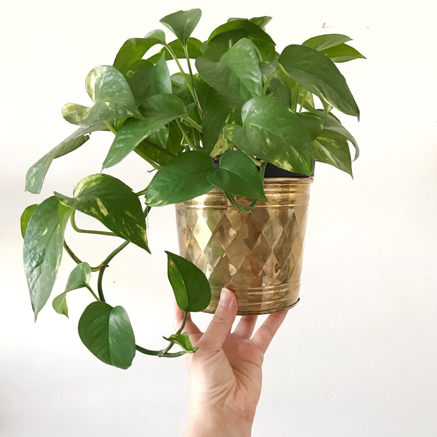 Vintage Brass Planter, Diamond
