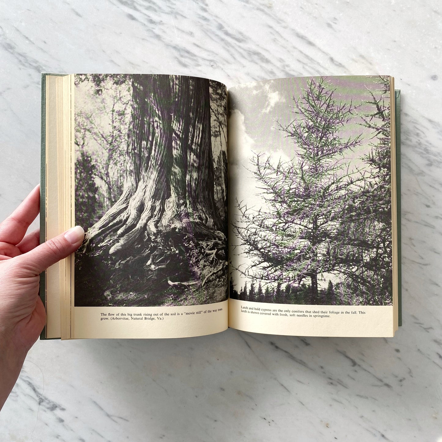Book: The Great American Forest (1965)