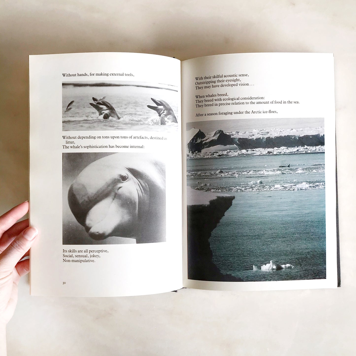 Book: Whale Nation