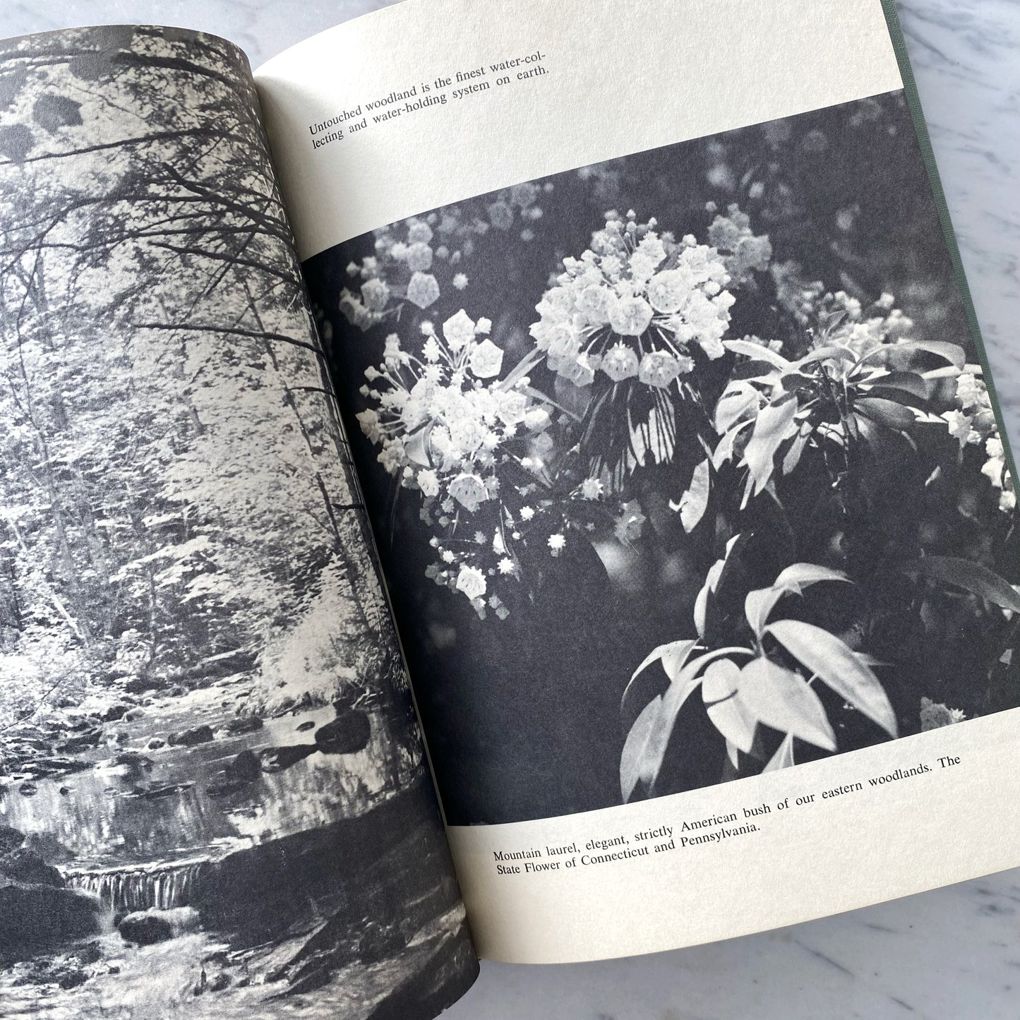 Book: The Great American Forest (1965)
