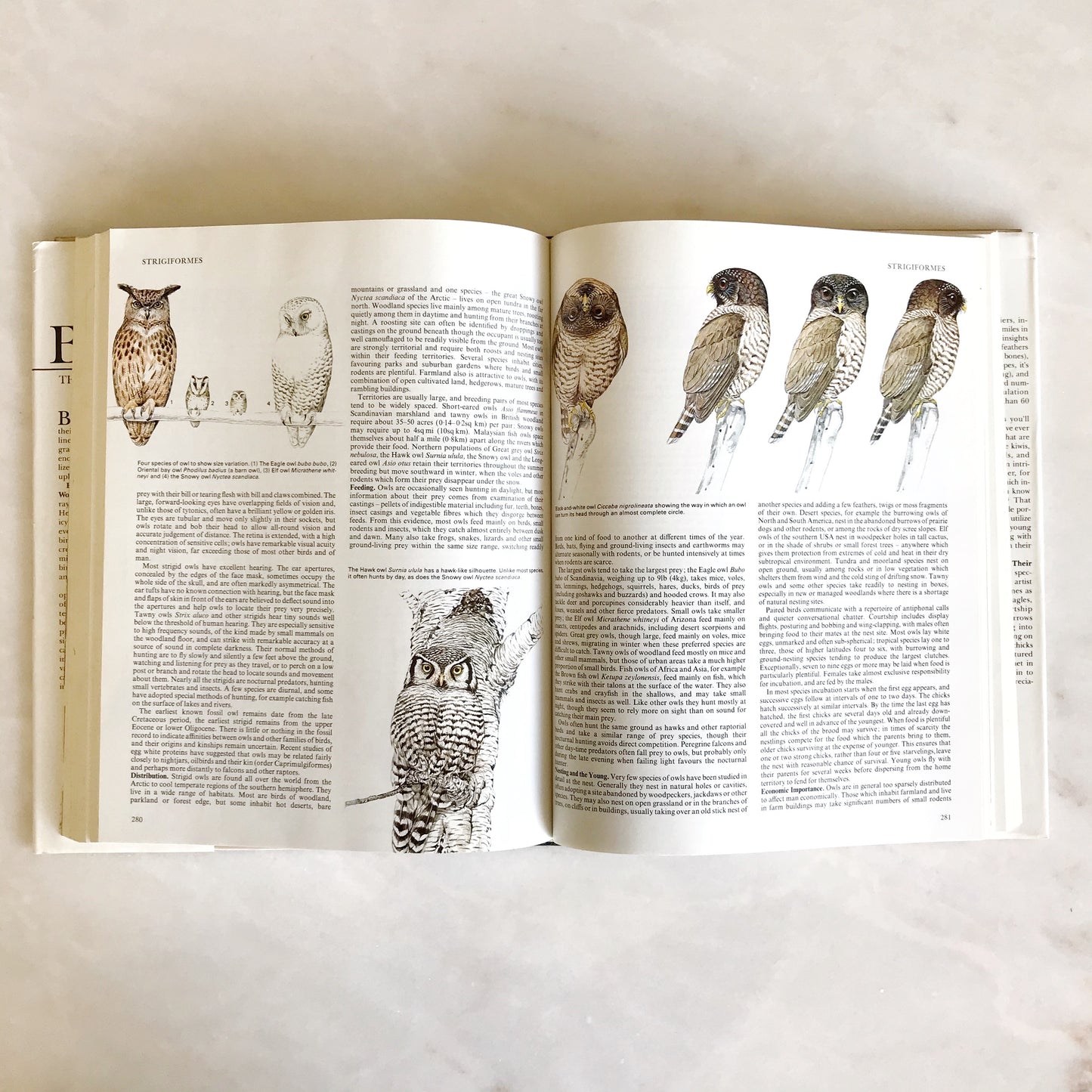 BIRDS: Their Life, Their Ways, Their World