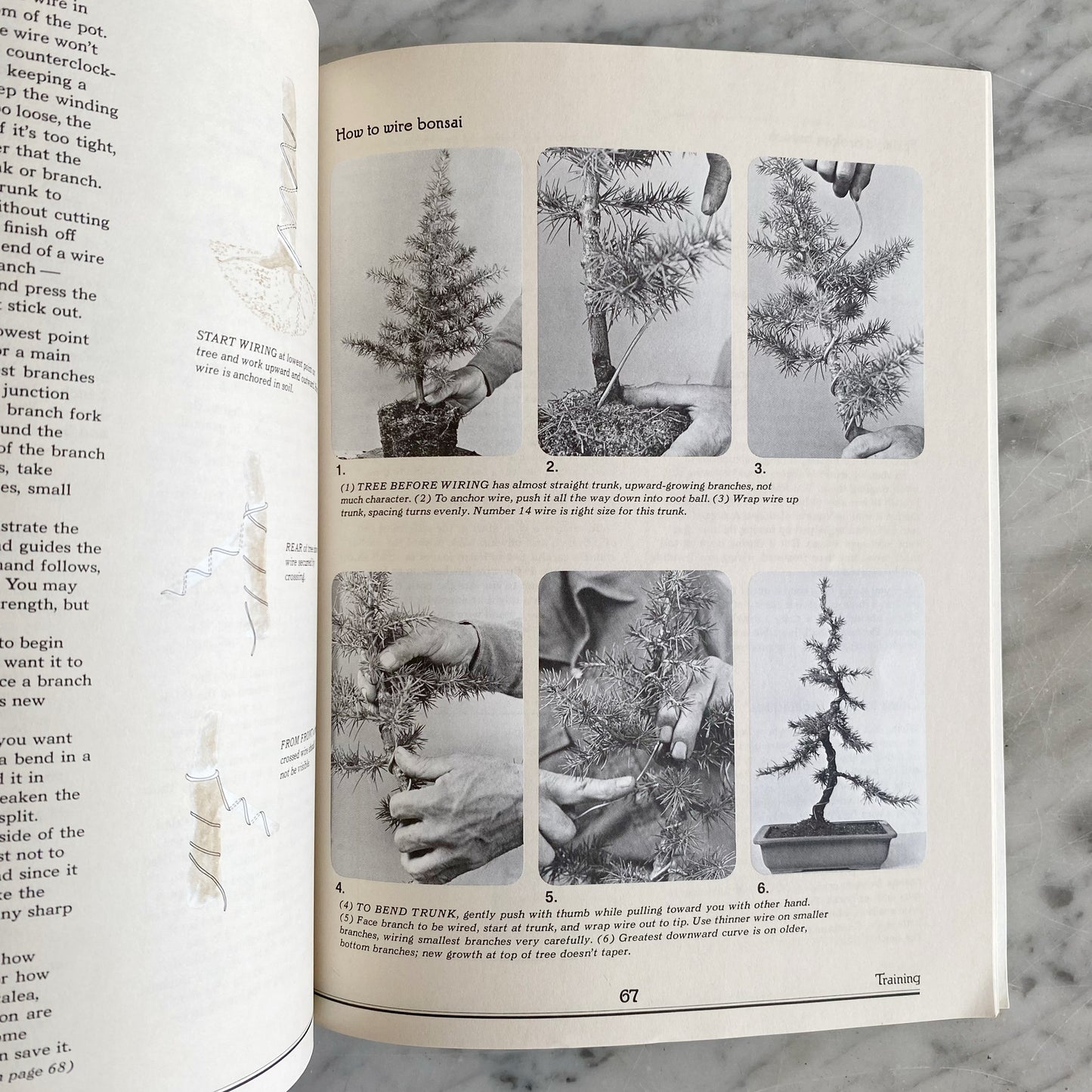 Book: Bonsai, An Illustrated Guide to the Ancient Art